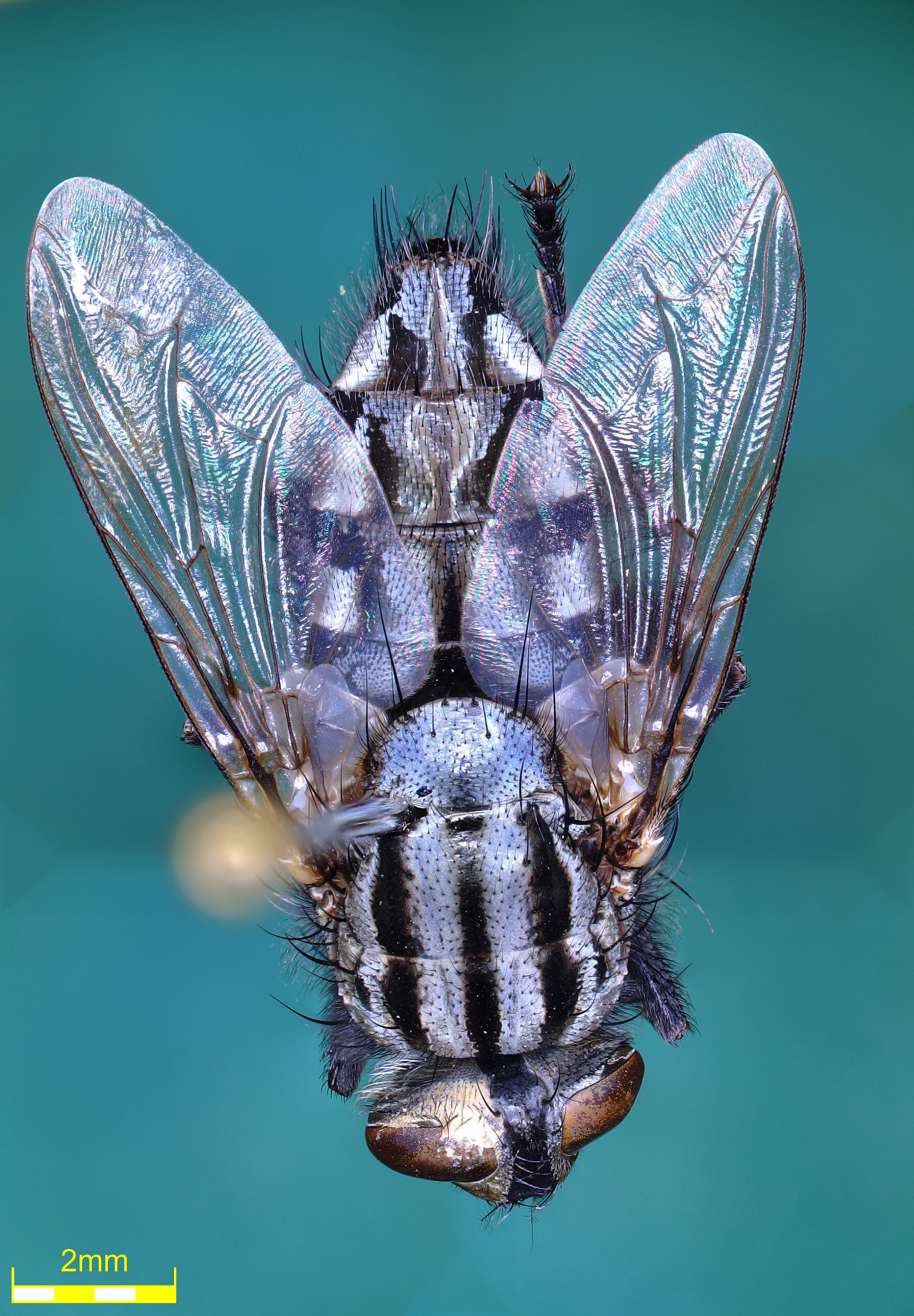 Fliegen ganz nah – Untersuchung medizinisch wichtiger Insekten mit