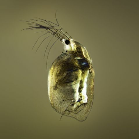 Water Fly Microscope Creature Feature—Our Most Popular Microscope Images for June 2020 ...