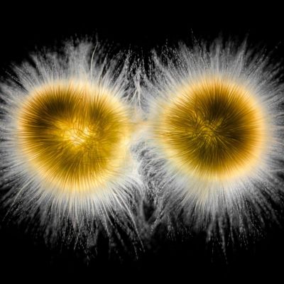 Dreaming of Spring—Our Most Popular Microscope Images for January 2021 ...