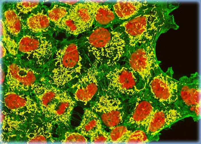 Human Embryonic Kidney Epithelial Cells HEK 293 Line Human Embryonic Kidney Epithelial Cells HEK 293 Line