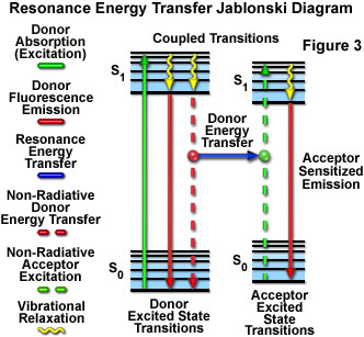 Fluorescence Resonance Energy Transfer (FRET) Microscopy