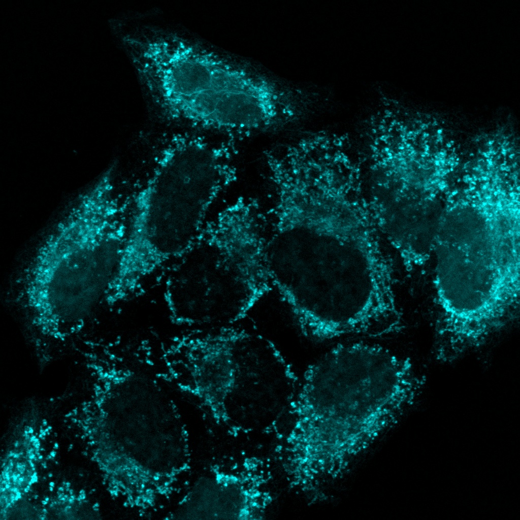 Mitochondria (MitoTracker DeepRed; cyan)